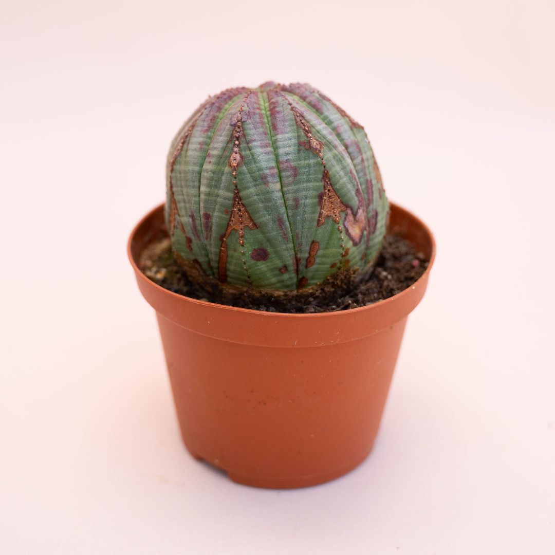 Euphorbia obesa Ø 10,5 cm 731F
