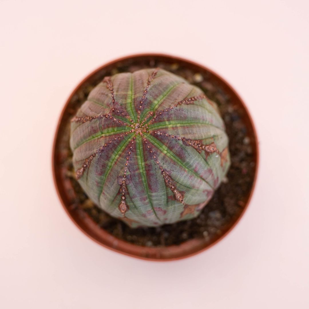 Euphorbia obesa Ø 10,5 cm 731F