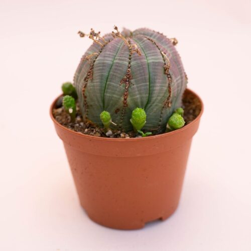 Euphorbia obesa Ø 10,5 cm 732F