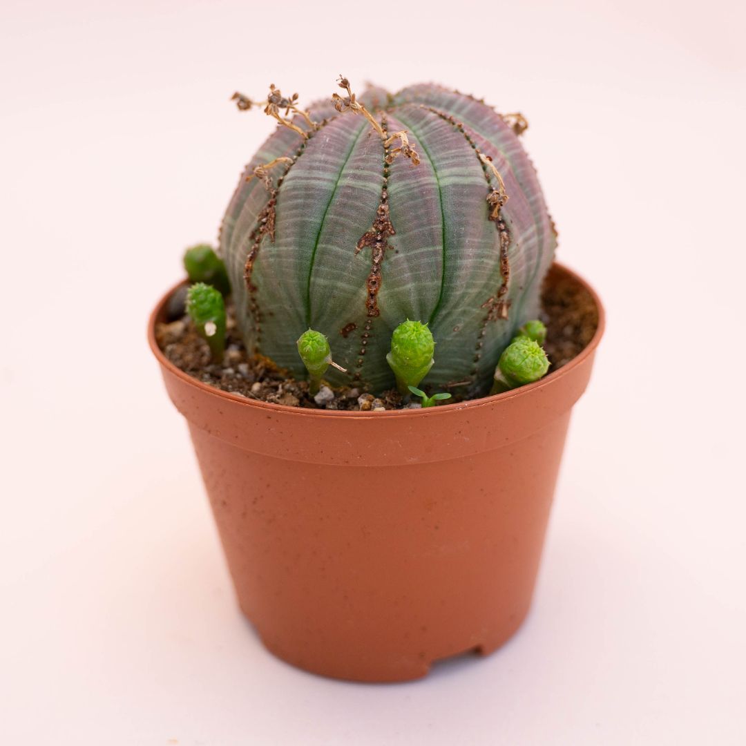 Euphorbia obesa Ø 10,5 cm 732F