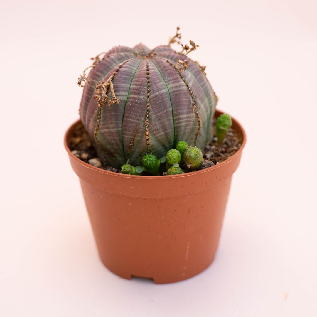 Euphorbia obesa Ø 10,5 cm 732F
