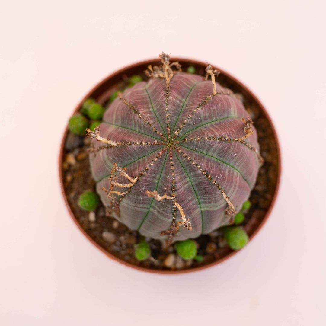 Euphorbia obesa Ø 10,5 cm 732F