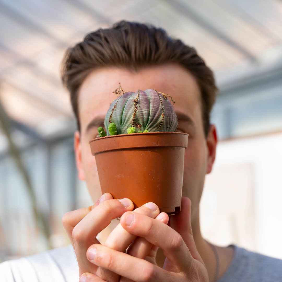 Euphorbia obesa Ø 10,5 cm 732F