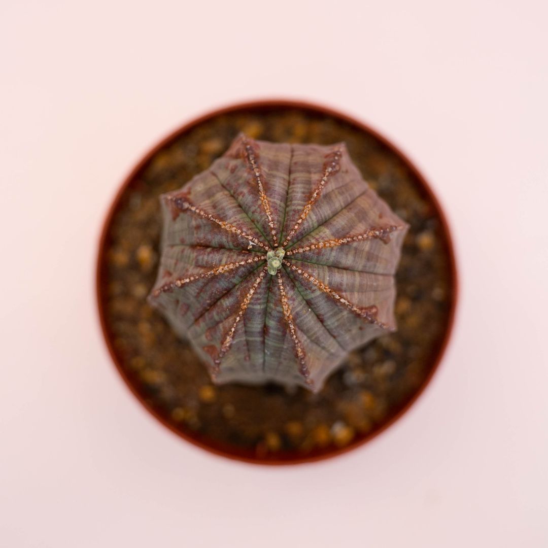 Euphorbia obesa Ø 12 cm 727F