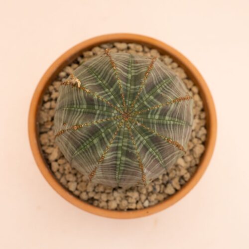 Euphorbia obesa Ø 12 cm 834F