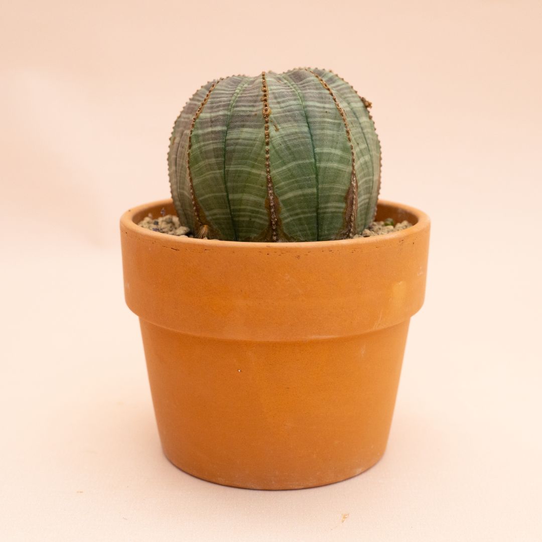 Euphorbia obesa Ø 12 cm 834F