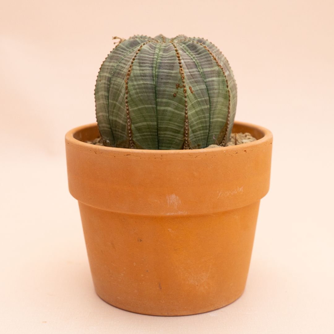 Euphorbia obesa Ø 12 cm 834F