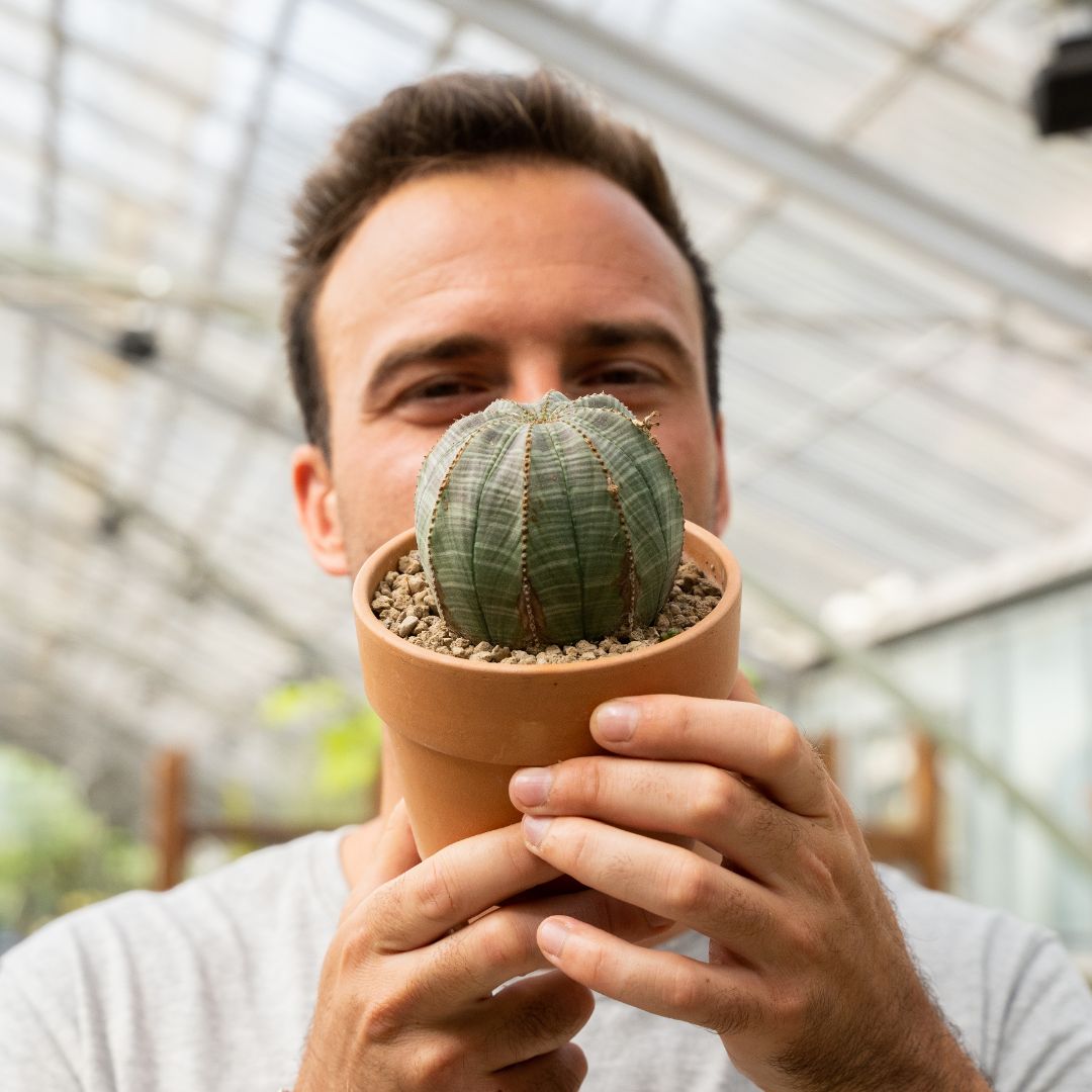 Euphorbia obesa Ø 12 cm 834F