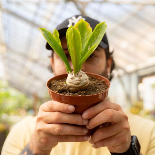 Euphorbia poissonii Ø 12 cm 772F