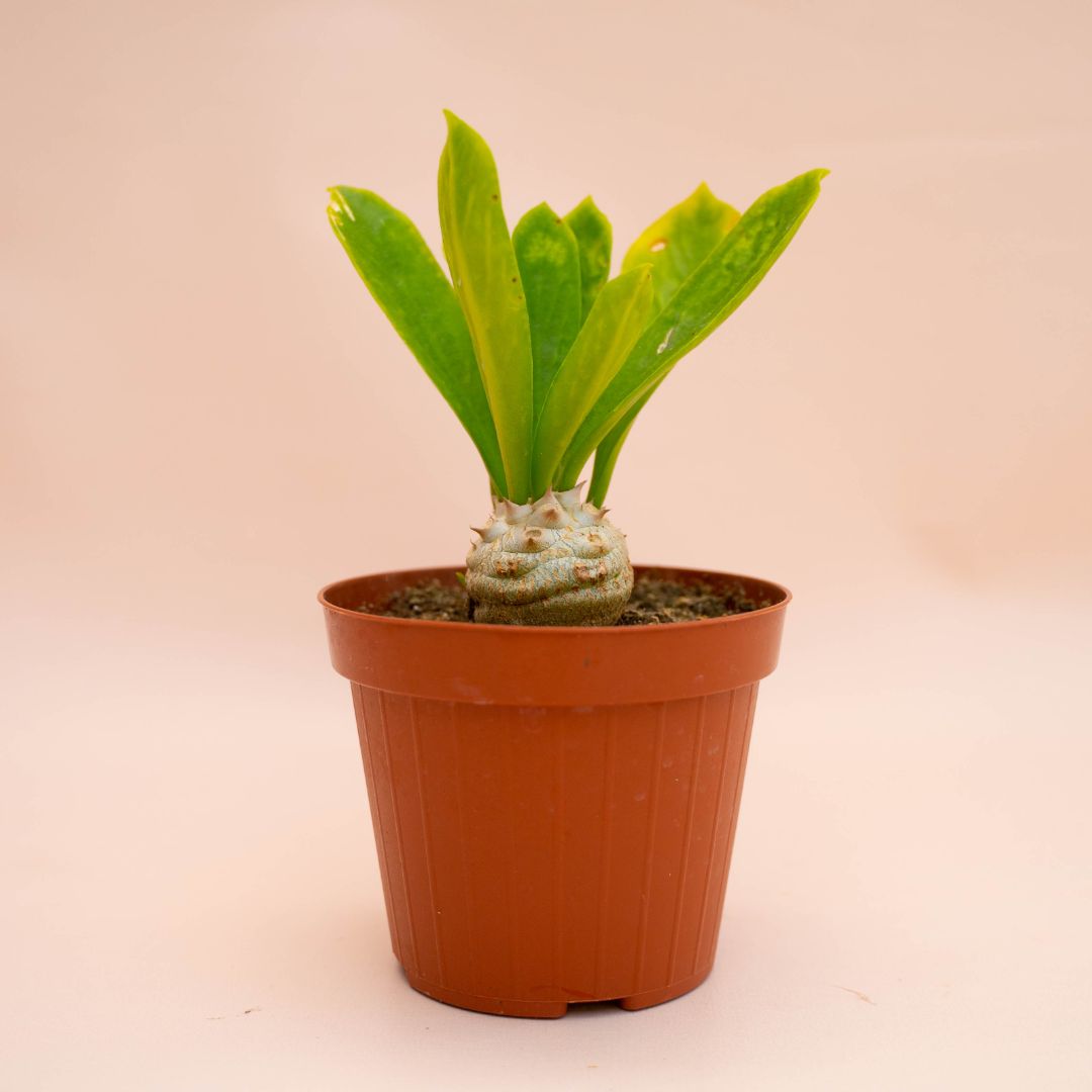 Euphorbia poissonii Ø 12 cm 772F
