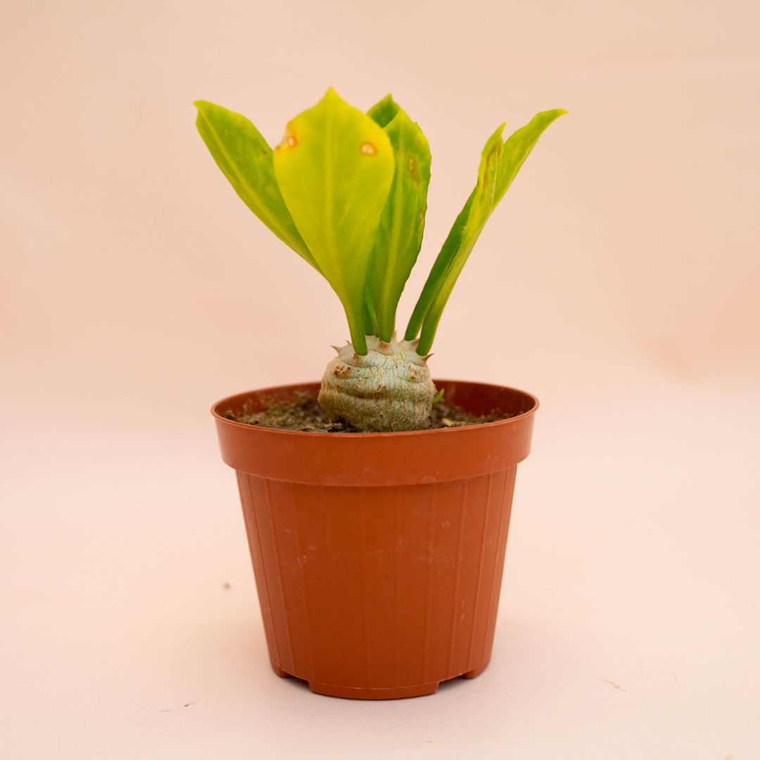 Euphorbia poissonii Ø 12 cm 772F