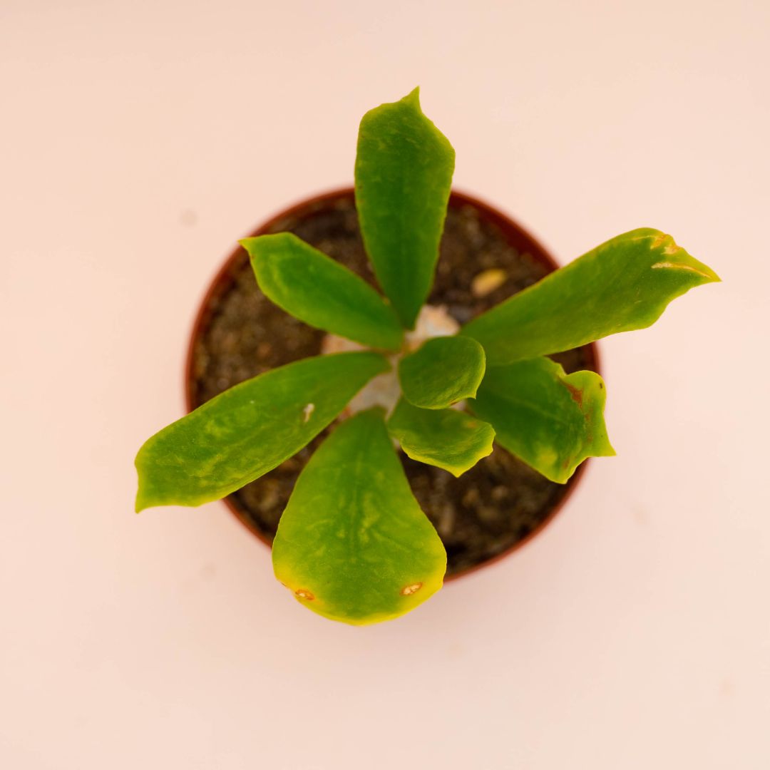 Euphorbia poissonii Ø 12 cm 772F