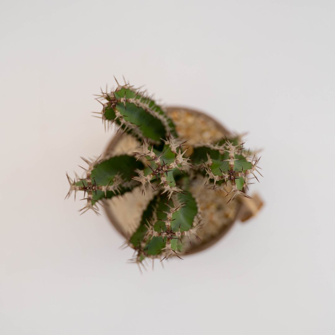 Euphorbia polyacantha - Linea Manera Choco