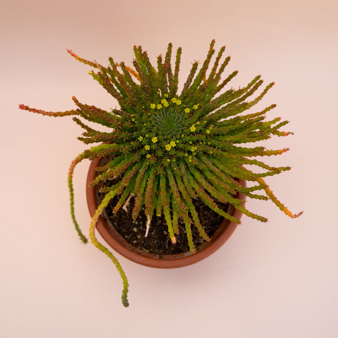 Euphorbia pugniformis Ø 18 cm 686F