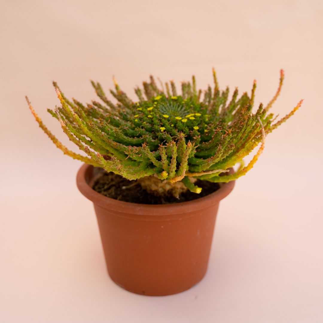 Euphorbia pugniformis Ø 18 cm 686F