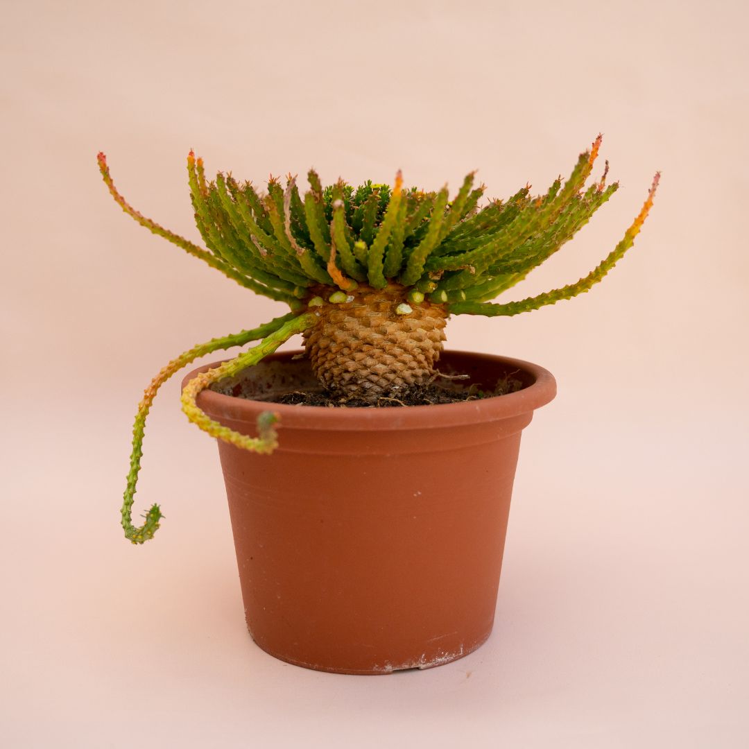 Euphorbia pugniformis Ø 18 cm 686F