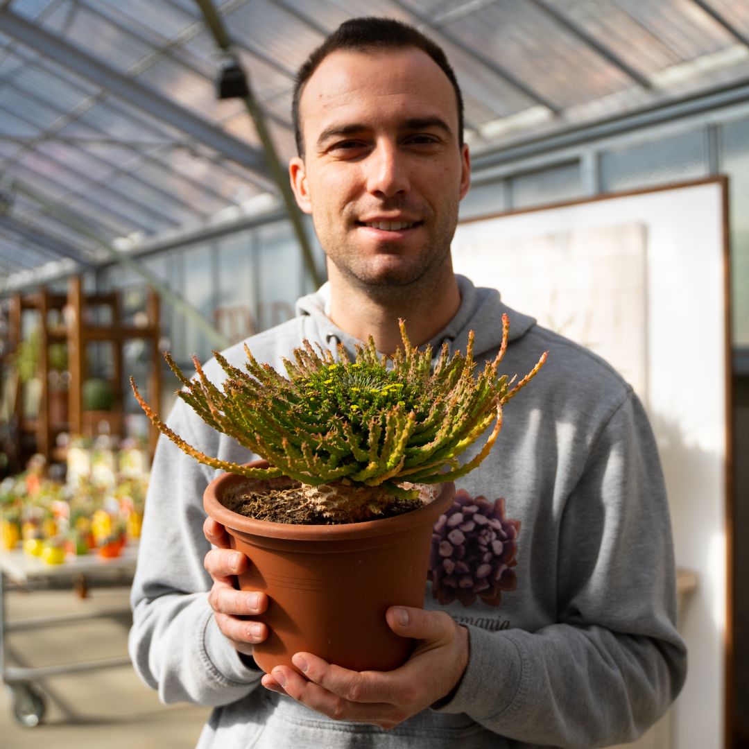 Euphorbia pugniformis Ø 18 cm 686F