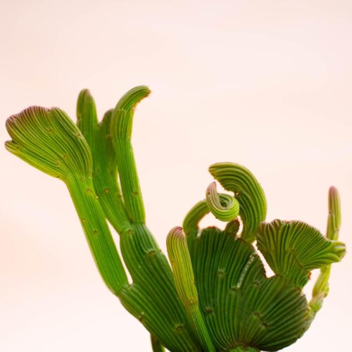Euphorbia sipolisii crestata Ø 10,5 cm