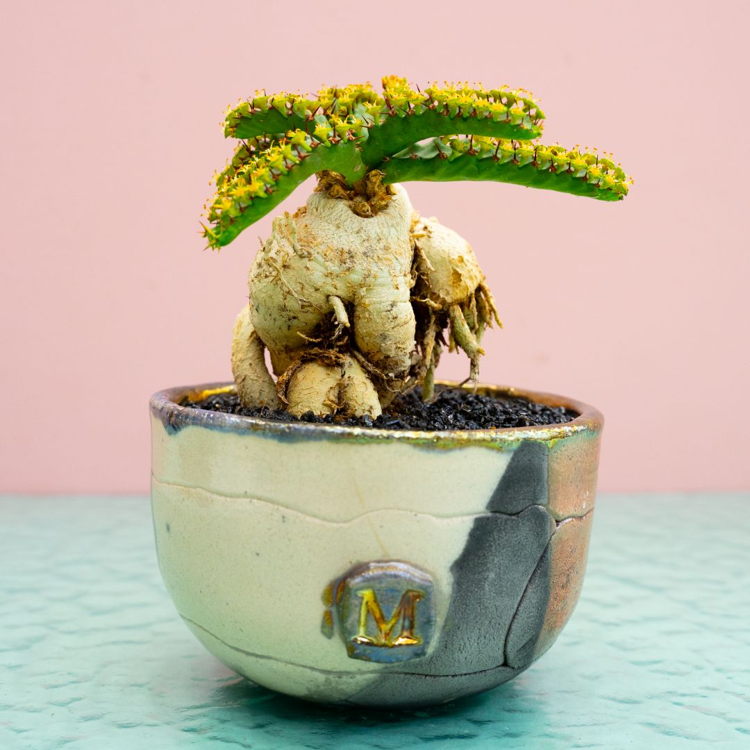 Euphorbia stellata 312 Raku