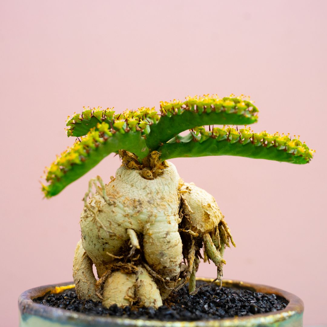 Euphorbia stellata 312 Raku