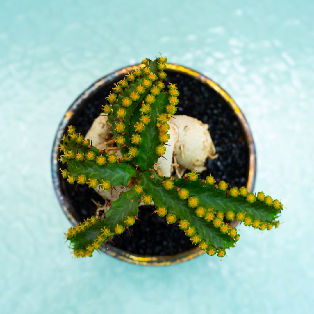Euphorbia stellata 312 Raku
