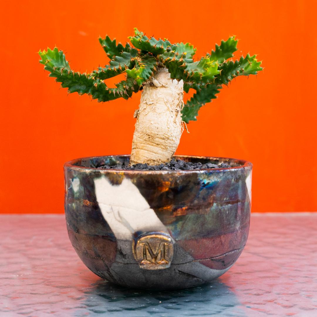 Euphorbia stellata
