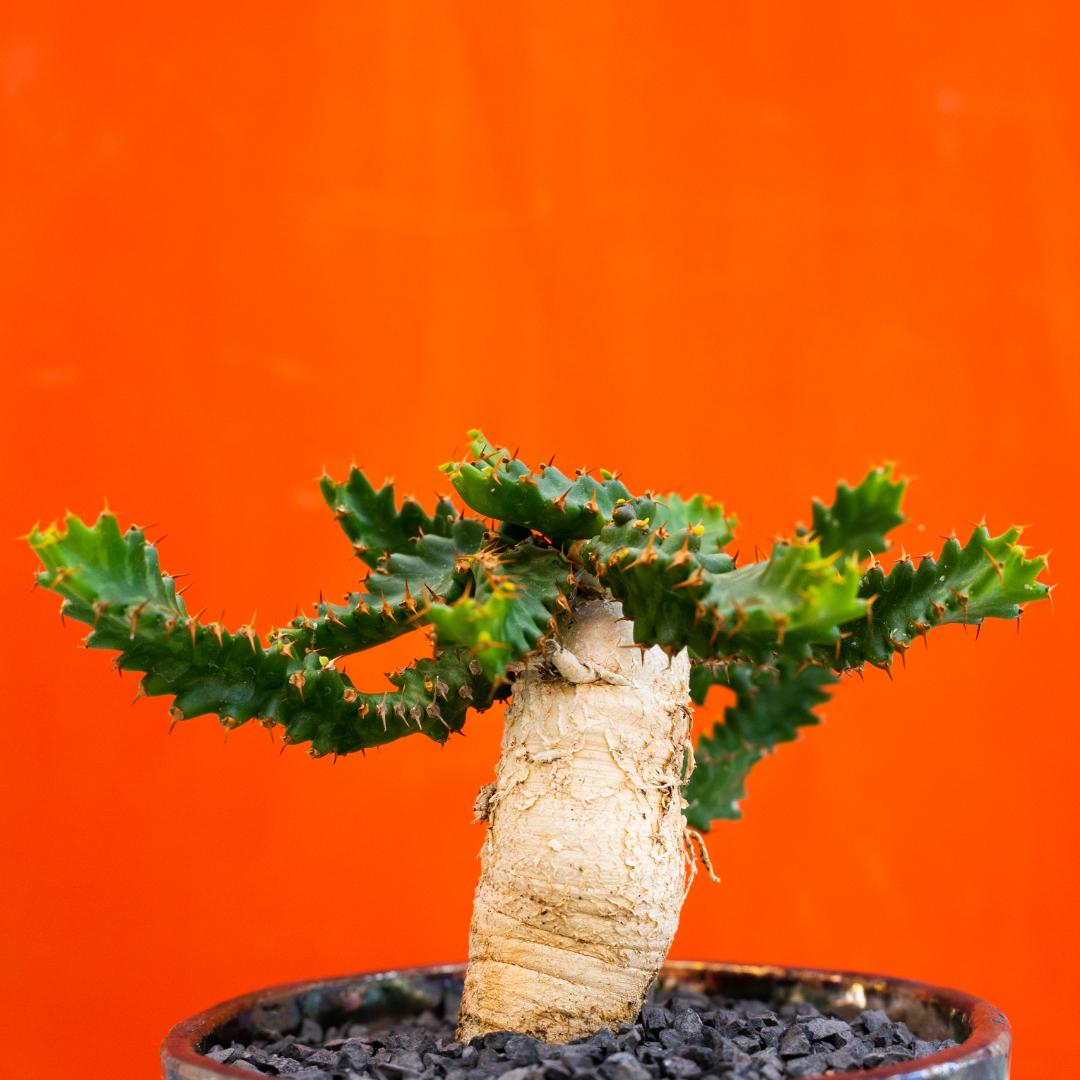 Euphorbia stellata