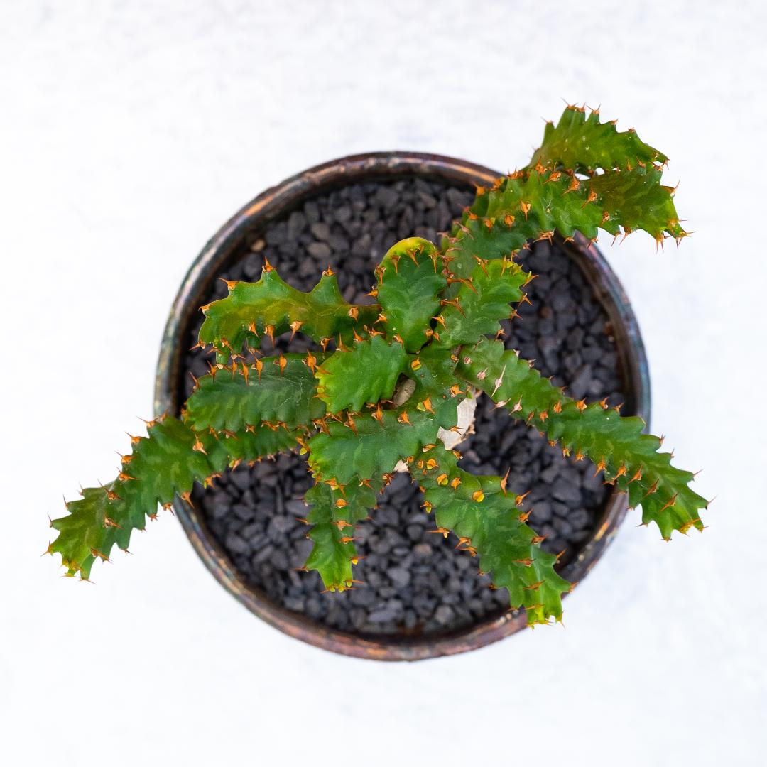 Euphorbia stellata