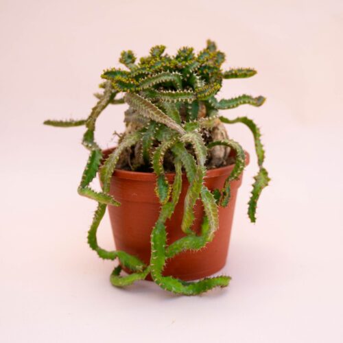 Euphorbia stellata Ø 16 cm 726F