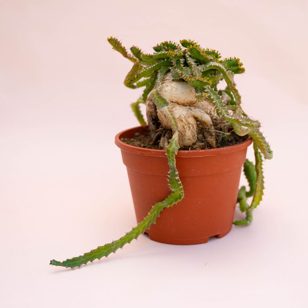 Euphorbia stellata Ø 16 cm 726F