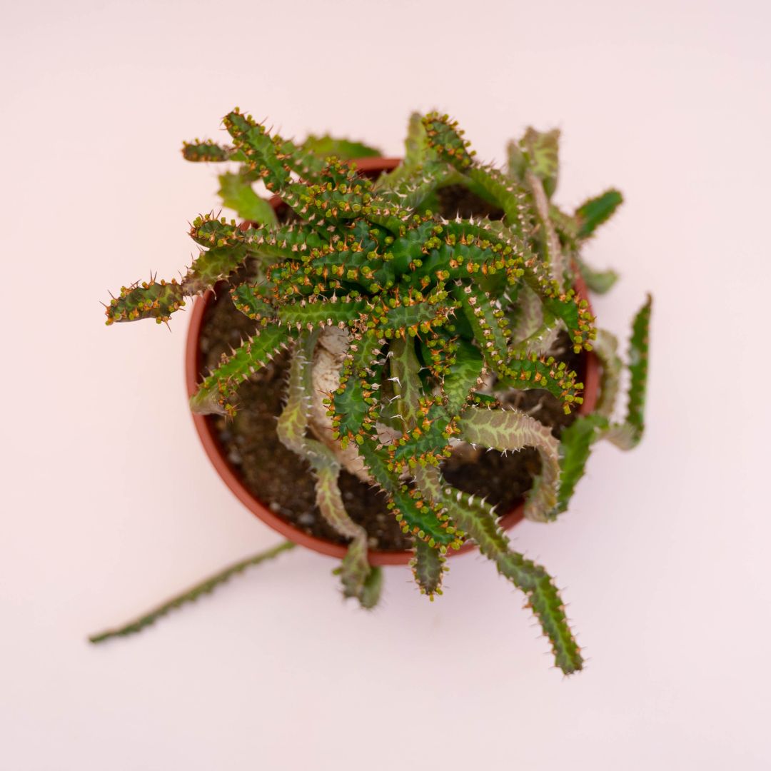 Euphorbia stellata Ø 16 cm 726F