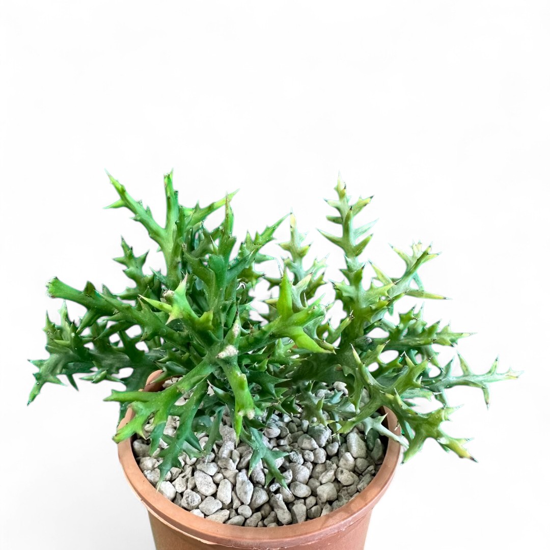 Euphorbia stenoclada Ø 12 cm