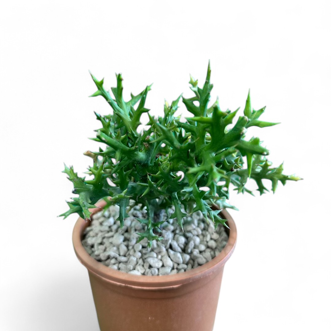 Euphorbia stenoclada Ø 12 cm