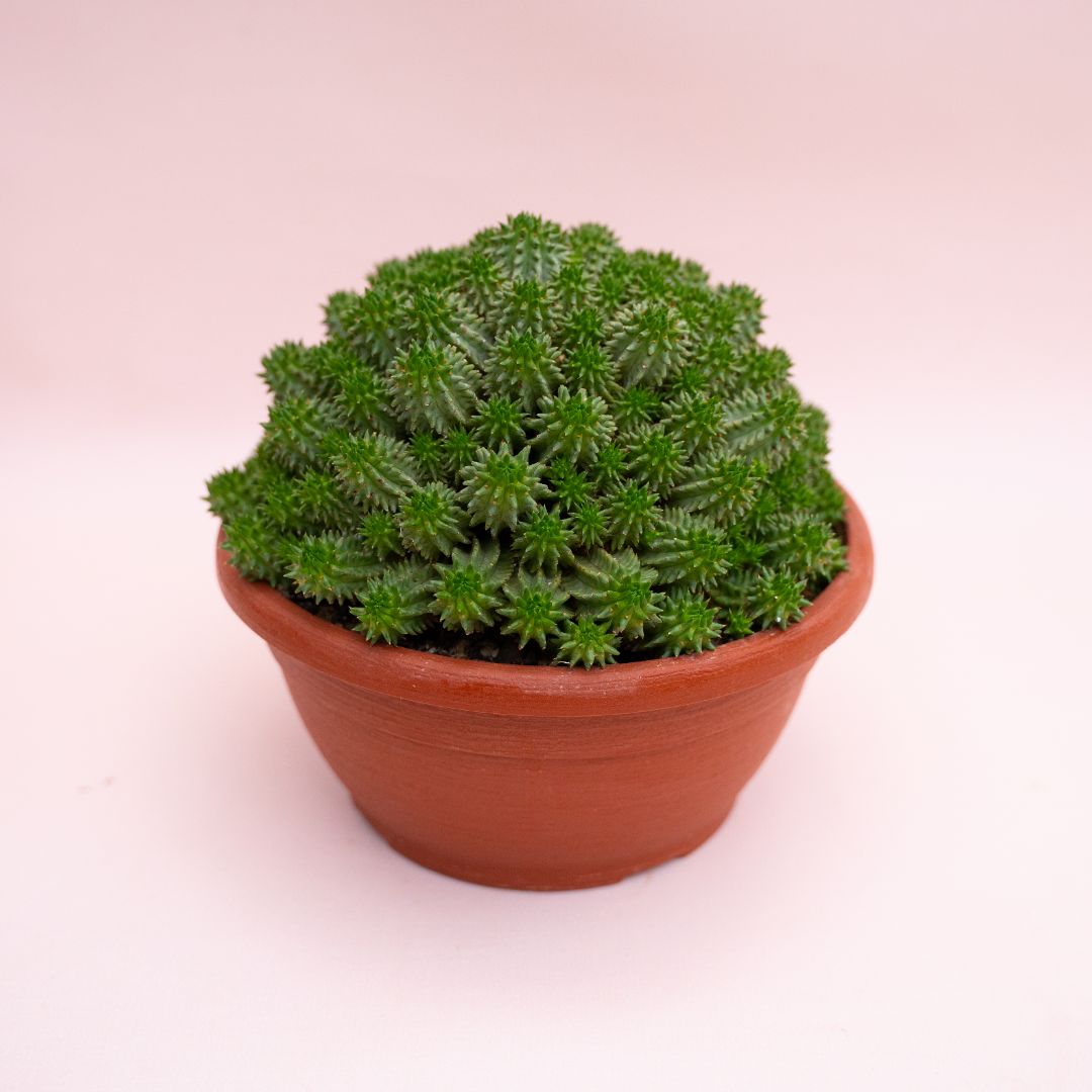 Euphorbia susannae Ø 18 cm 900F