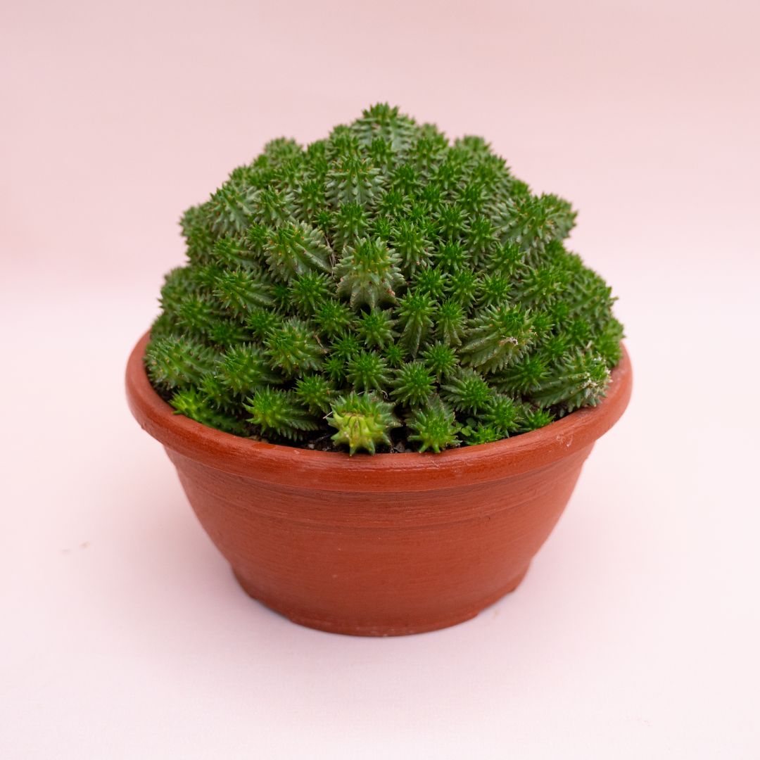 Euphorbia susannae Ø 18 cm 900F