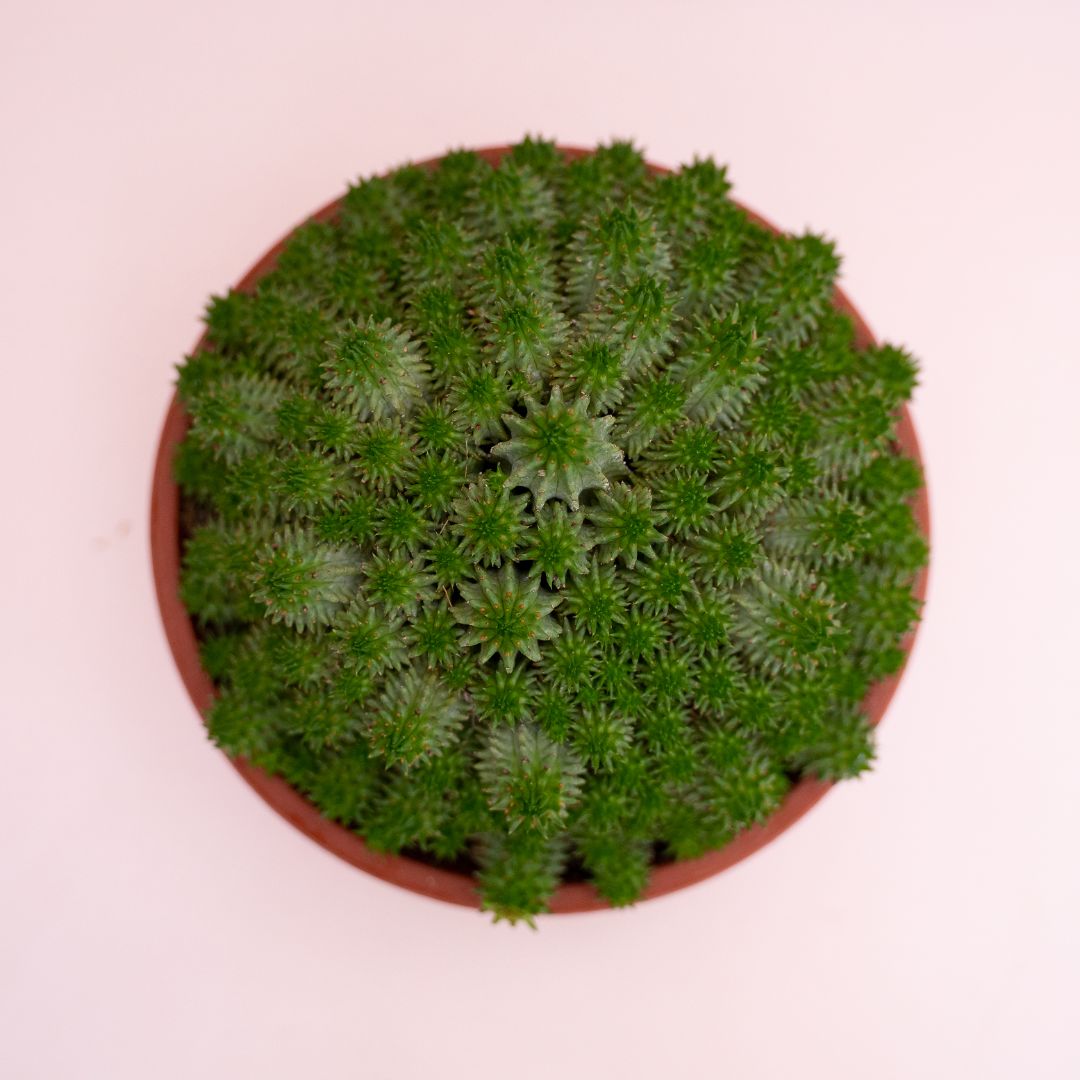 Euphorbia susannae Ø 18 cm 900F