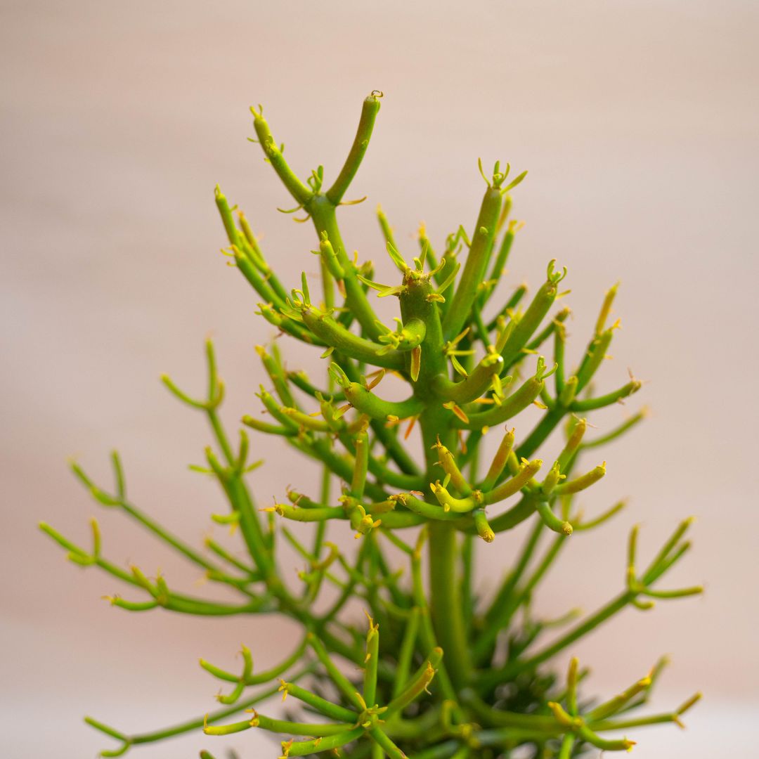 Euphorbia tirucalli Ø 21 cm