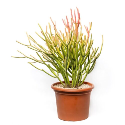 Euphorbia tirucalli 'Stick of Fire' Ø 25 cm
