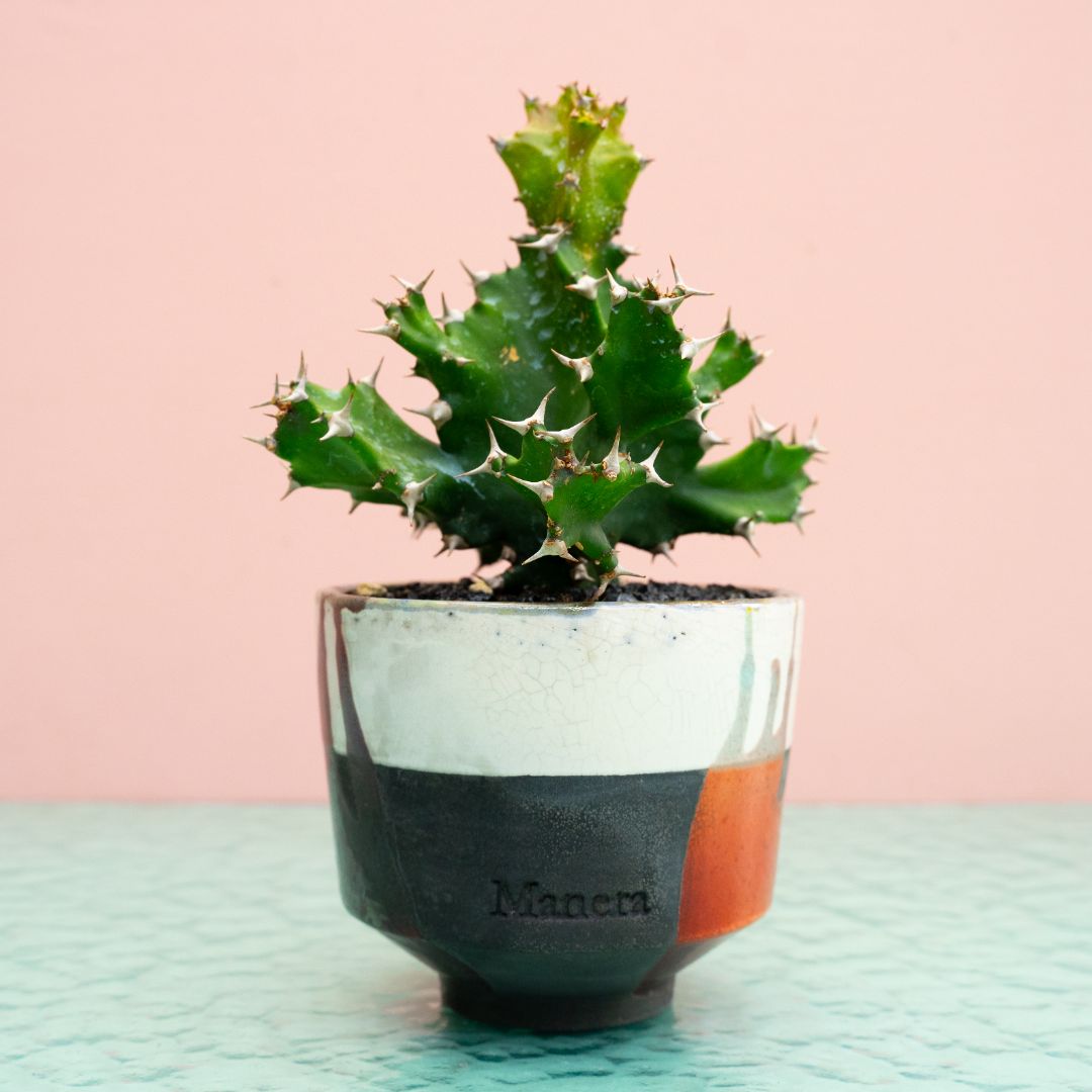 Euphorbia tortilis 309 Raku