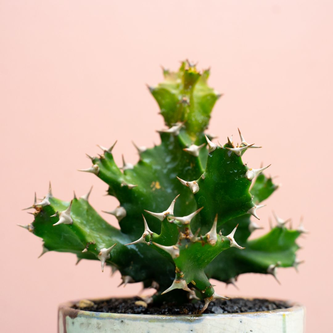 Euphorbia tortilis 309 Raku
