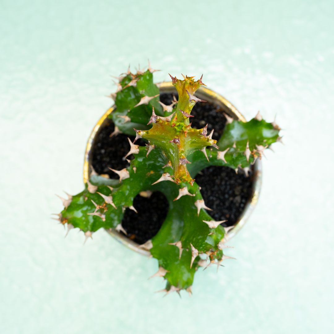 Euphorbia tortilis 309 Raku
