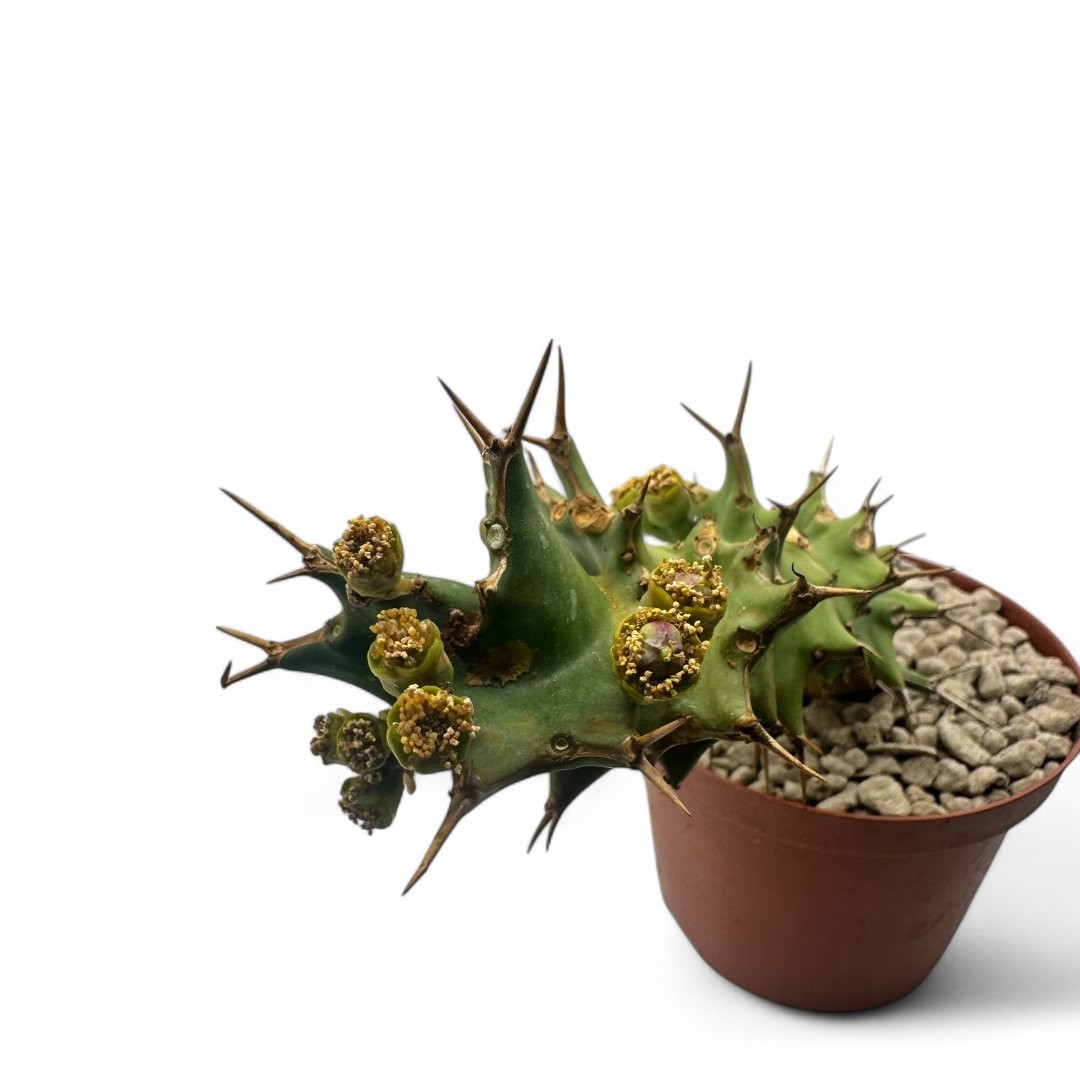Euphorbia tortirama Ø 10,5 cm