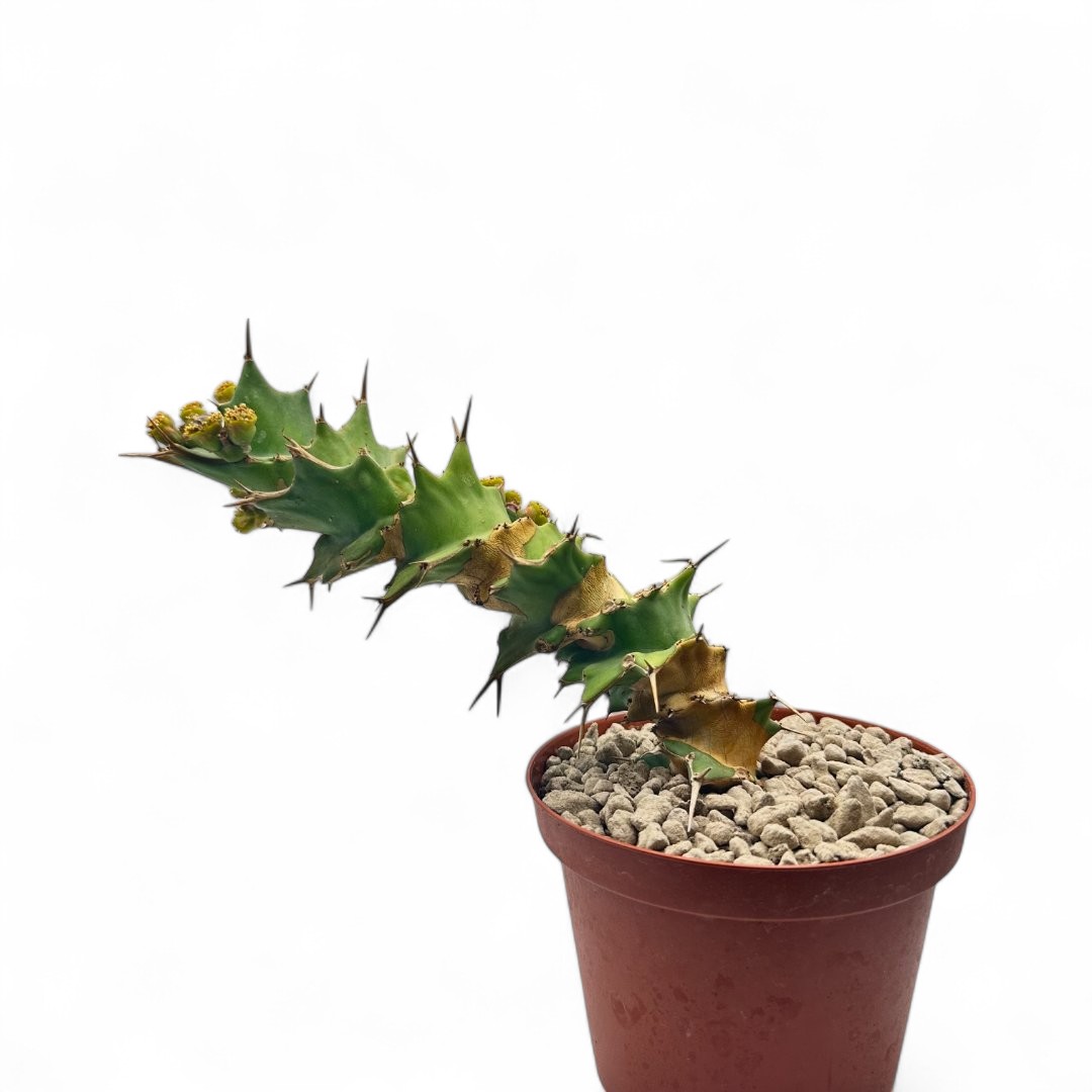 Euphorbia tortirama Ø 10,5 cm