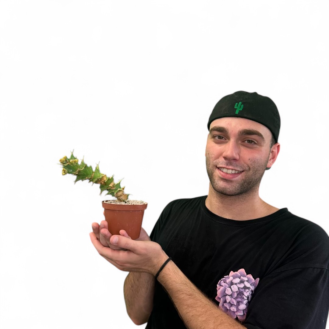 Euphorbia tortirama Ø 10,5 cm