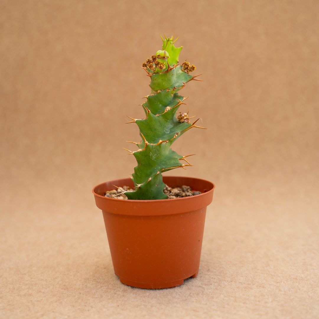 Euphorbia tortirama Ø 10,5 cm