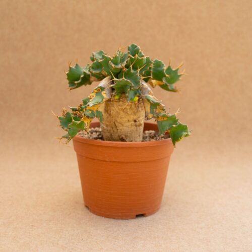 Euphorbia tortirama Ø 18 cm