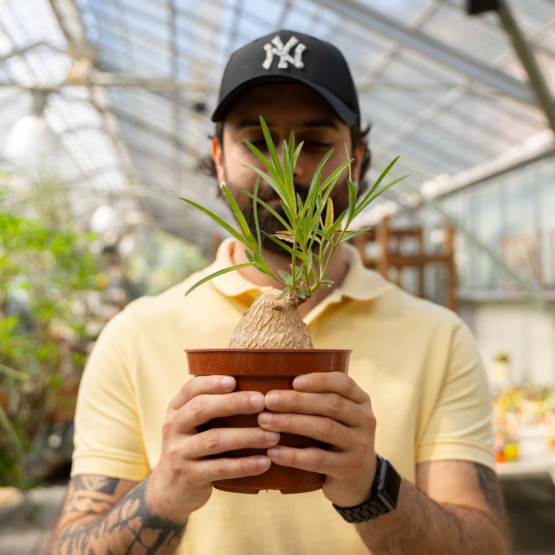 Euphorbia trichadenia Ø 14 cm 763F