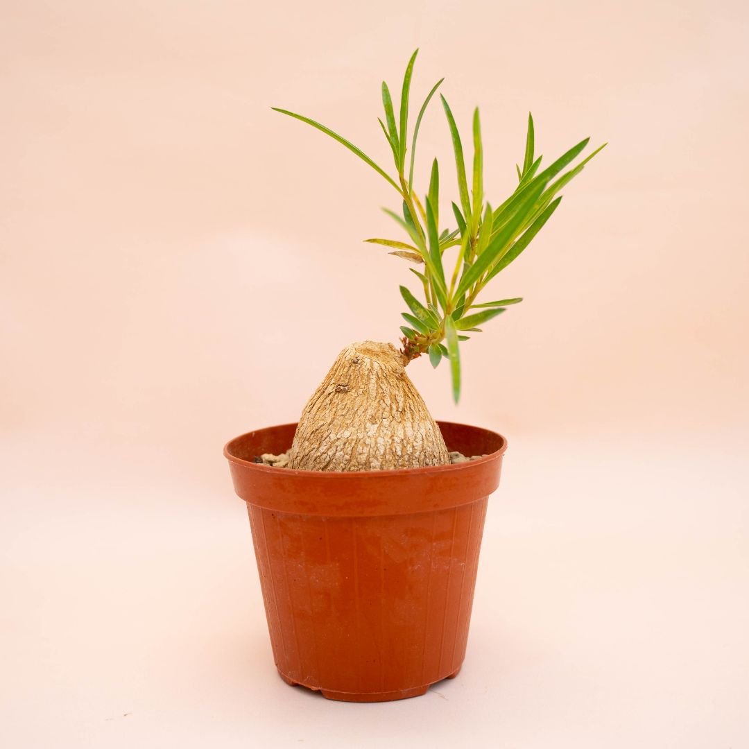 Euphorbia trichadenia Ø 14 cm 763F