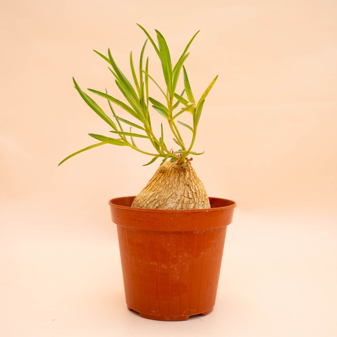 Euphorbia trichadenia Ø 14 cm 763F