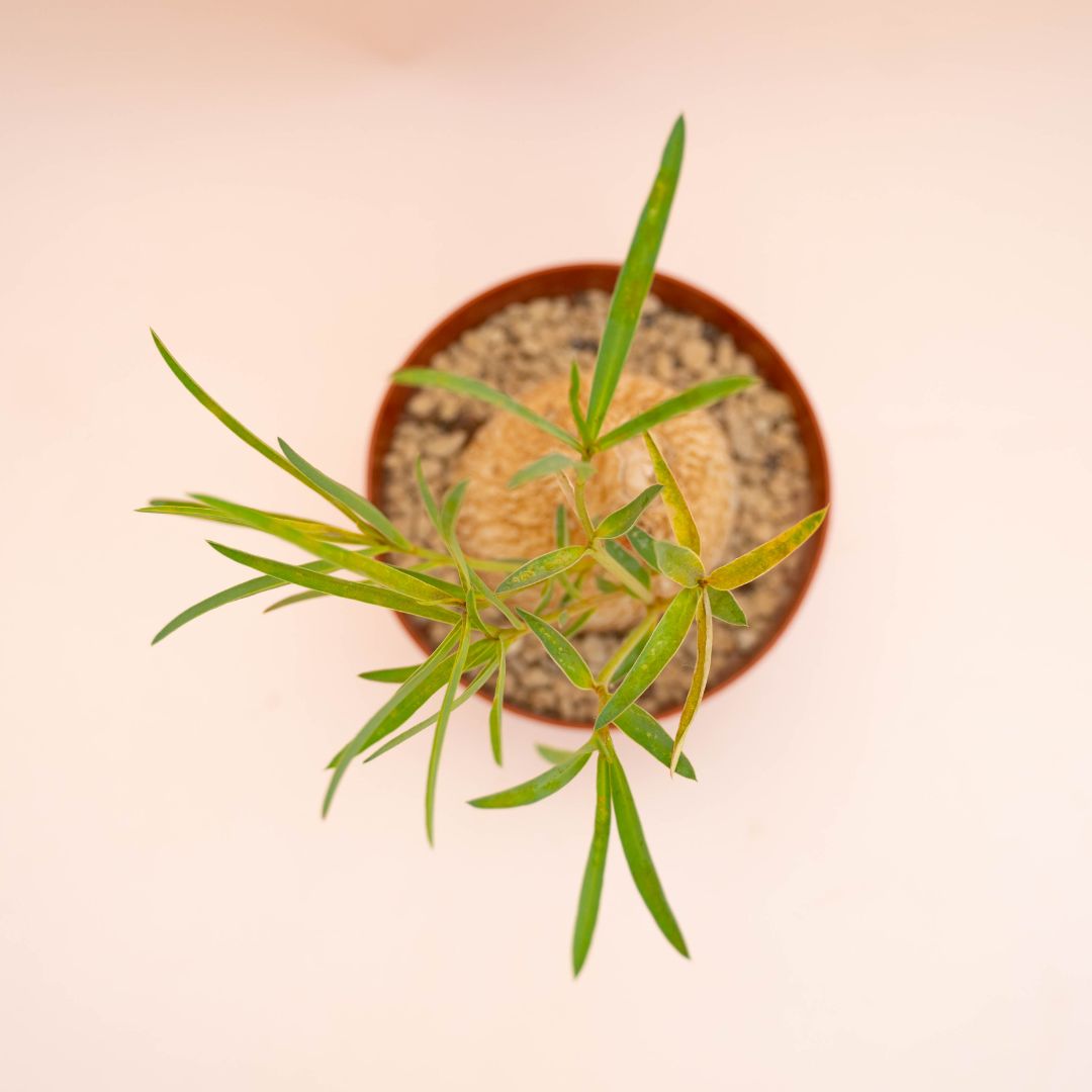 Euphorbia trichadenia Ø 14 cm 763F